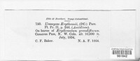 Uromyces erythronii image